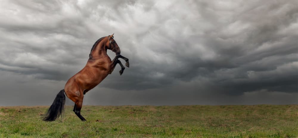 The king of the fields by Celine Weerink — canvas wall art