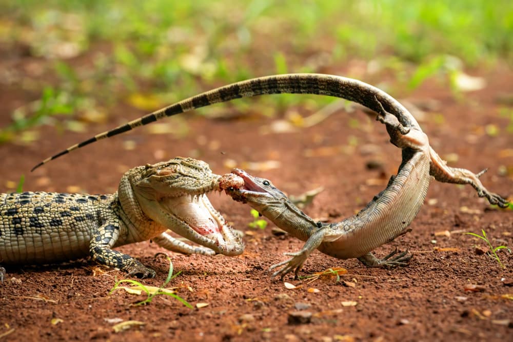 Crocodile Eats Lizard by Ajar Setiadi — canvas wall art