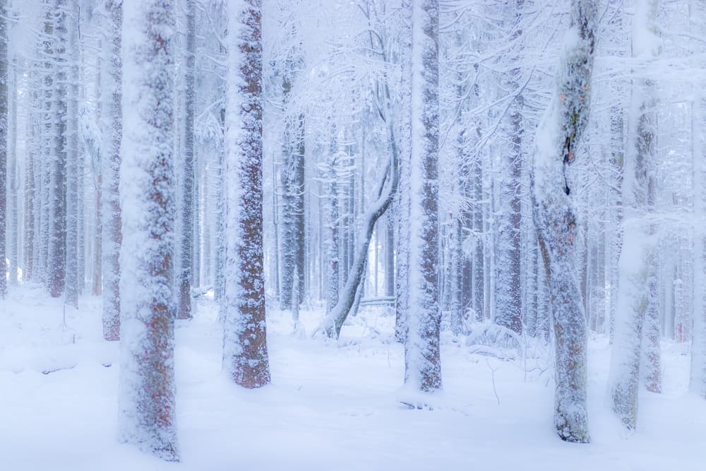 Serene Snowy Forest by Stephanie Kleimann — canvas wall art