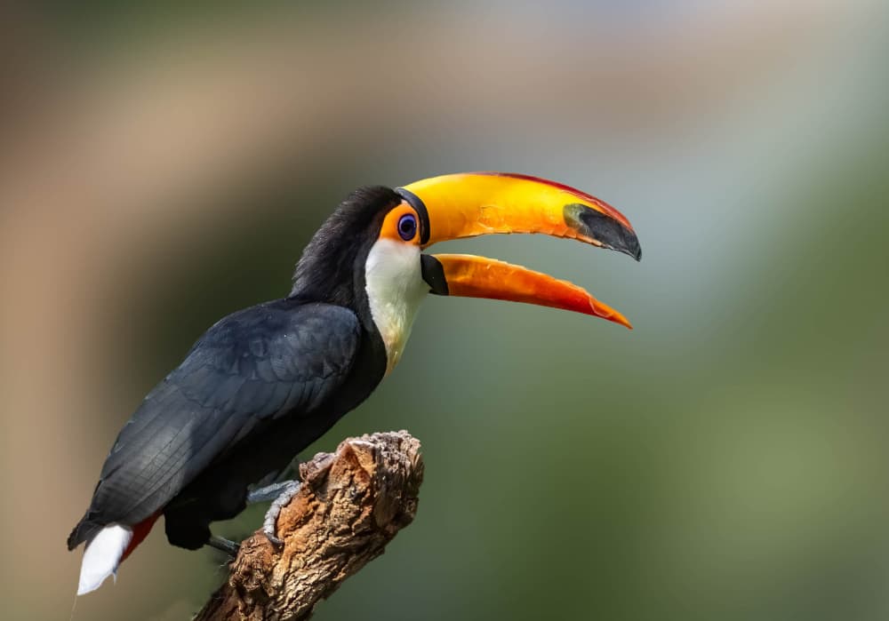 Vibrant Toucan Perched by Songhu Yan — canvas wall art