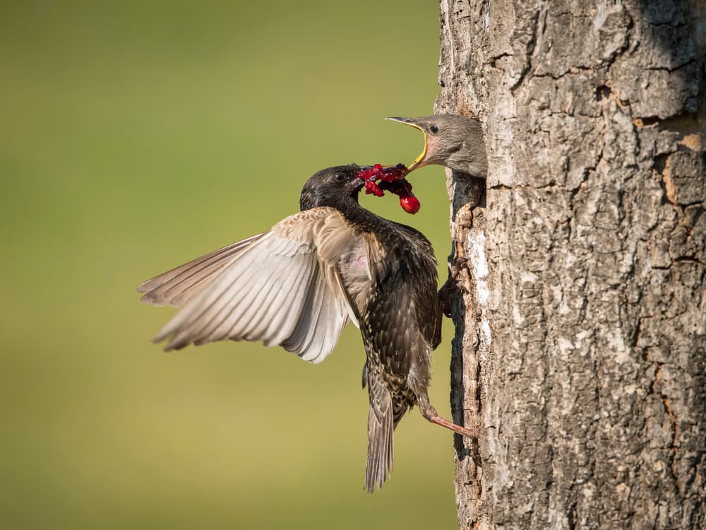 Starling Feeding Fledgling by Petr Simon — canvas wall art
