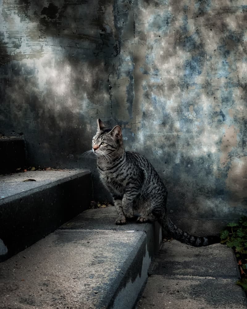 Watchful Tabby on Steps by Abdullah Abuzaid — canvas wall art