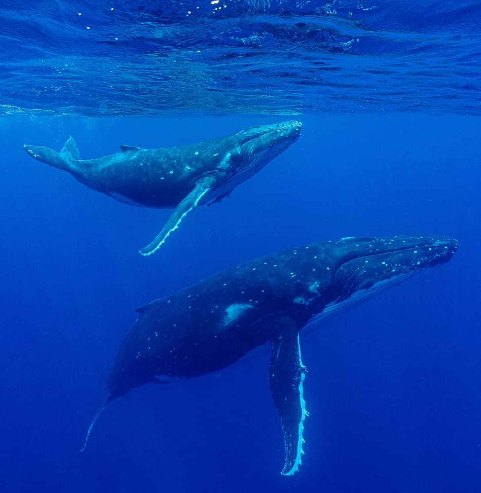 Humpback Whales Underwater by KIMIO KOBAYASHI — canvas wall art