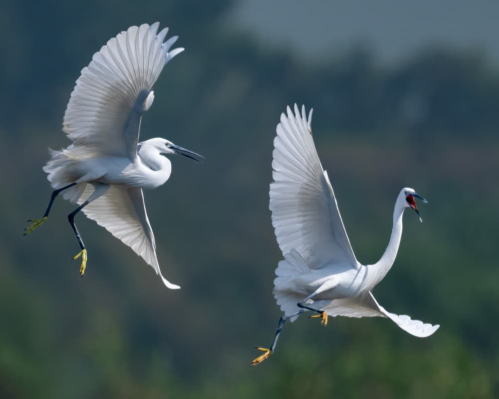 White Egrets in Flight by Ahmed Elsheshtawy — canvas wall art