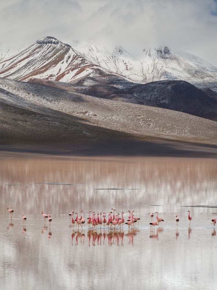 Pink Flamingos Mountain Lake by YY DB — canvas wall art