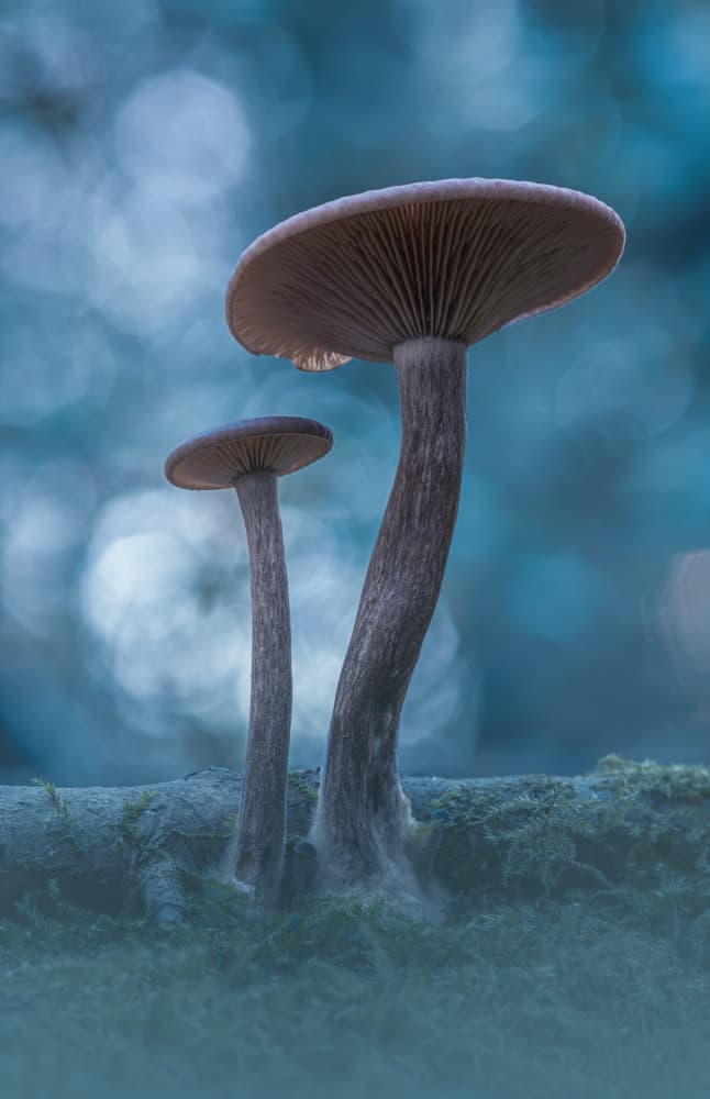 Ethereal Forest Fungi by Kutub Uddin — canvas wall art