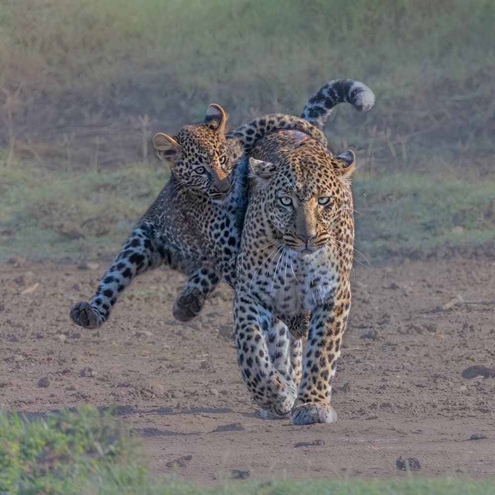 Leopard Cub Play by Richard Li — canvas wall art