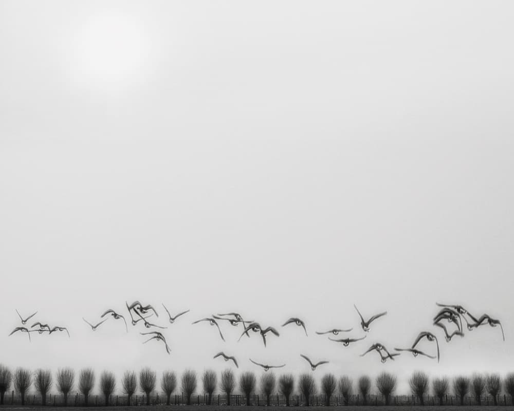 Minimalist Bird Flight by Yvette Depaepe — canvas wall art