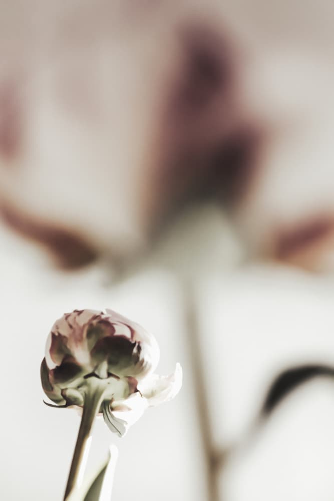 Peony 22 by Pictufy Studio III — canvas wall art