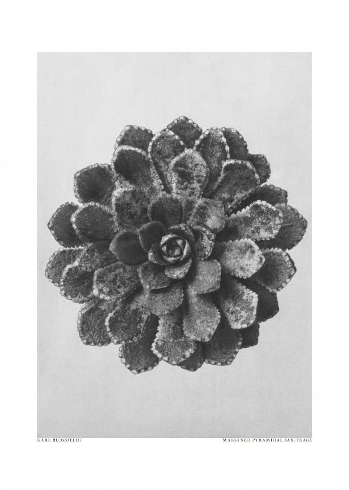 Margined Pyramidal Saxifrage by Karl Blossfeldt — canvas wall art