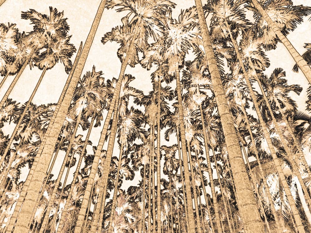 Tropical Palms Upward by Santhosh ch — canvas wall art