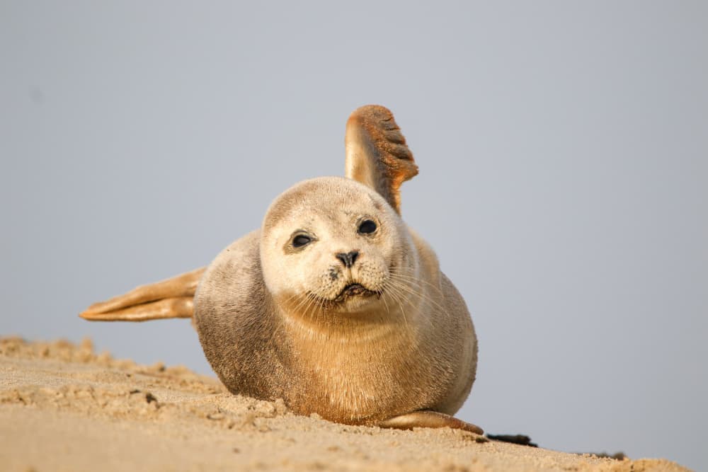 Curious Seal Pup by Anne Ponsen — canvas wall art