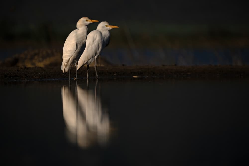 Serene Egret Reflections by Marco Pozzi — canvas wall art