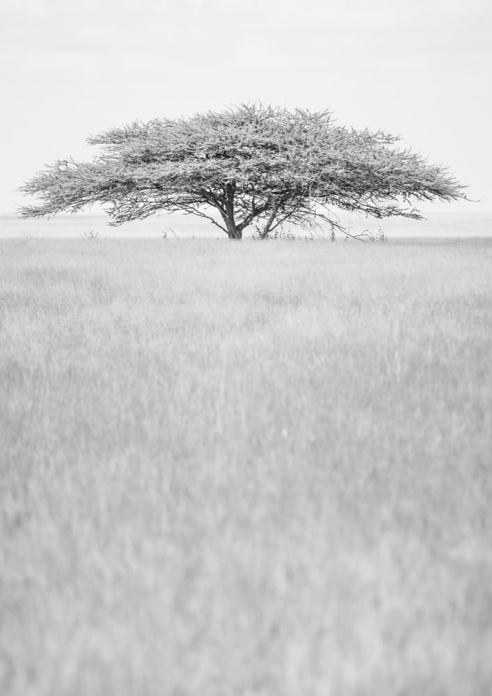 Lone Acacia Dream by Shot by Clint — canvas wall art