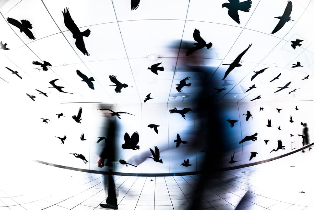 Dynamic Bird Silhouettes by Tetsuya Hashimoto — canvas wall art