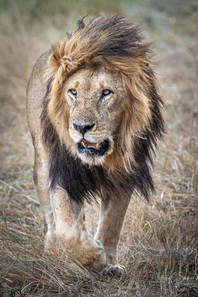 Majestic Lion Walk by Jeffrey C. Sink — canvas wall art