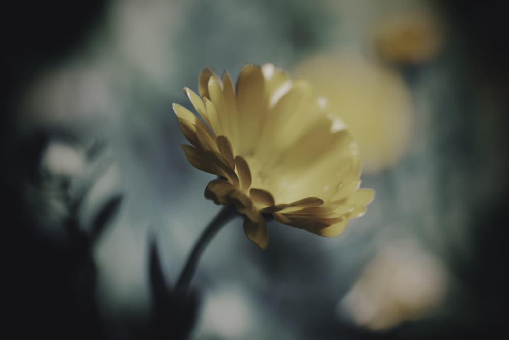 Dreamy Golden Flower by Javier Pardina — canvas wall art