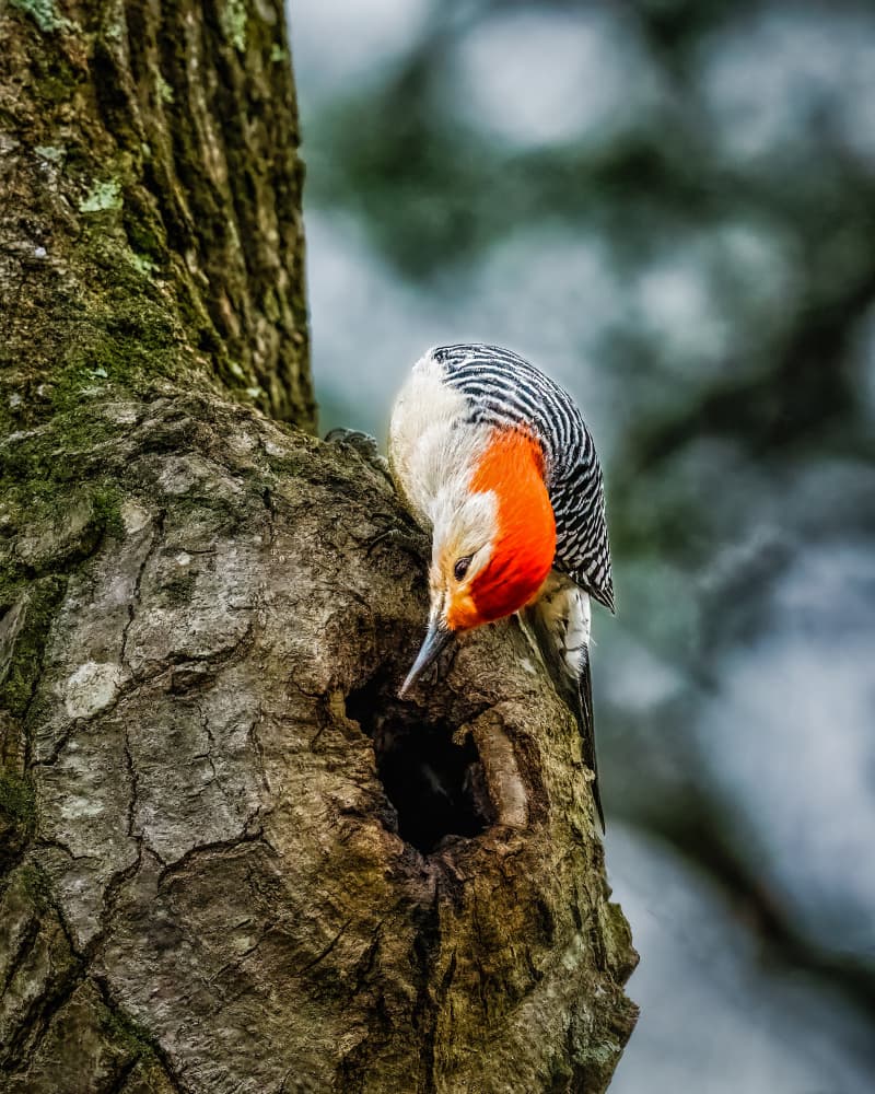 Red Woodpecker At Nest by Xiao Cai — canvas wall art