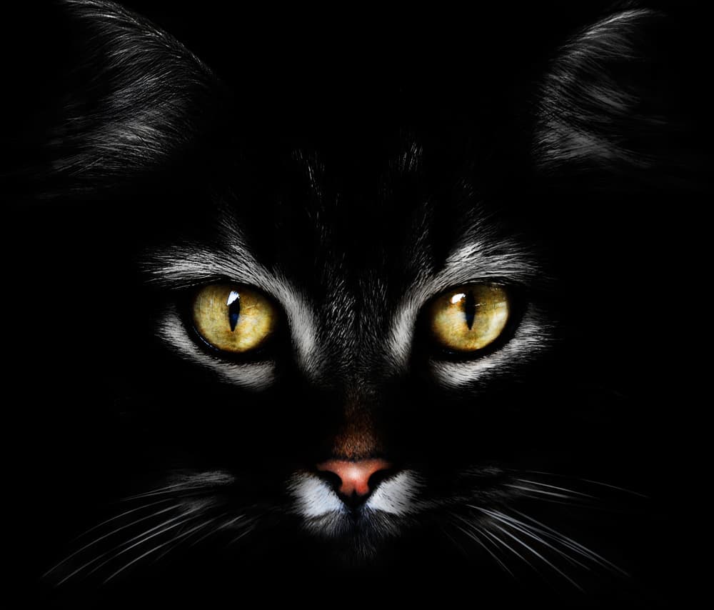 Intense Feline Gaze by Antonio Grambone — canvas wall art