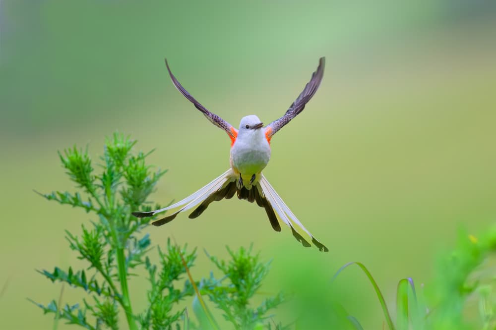 Scissortail in Flight by Mike He — canvas wall art