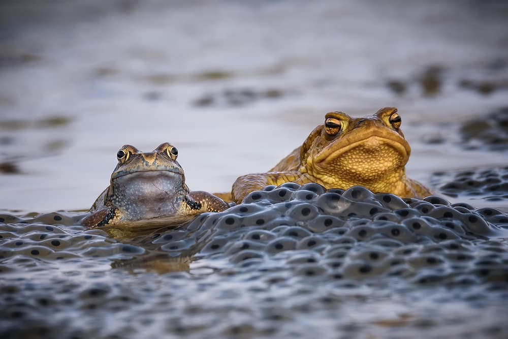 Toads and Frogspawn by Roberto Marini — canvas wall art