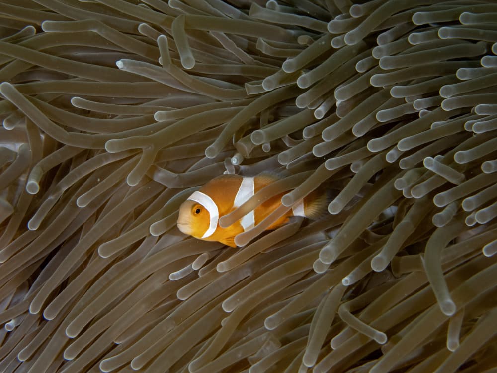 Clownfish in Anemone by Ilan Ben Tov — canvas wall art