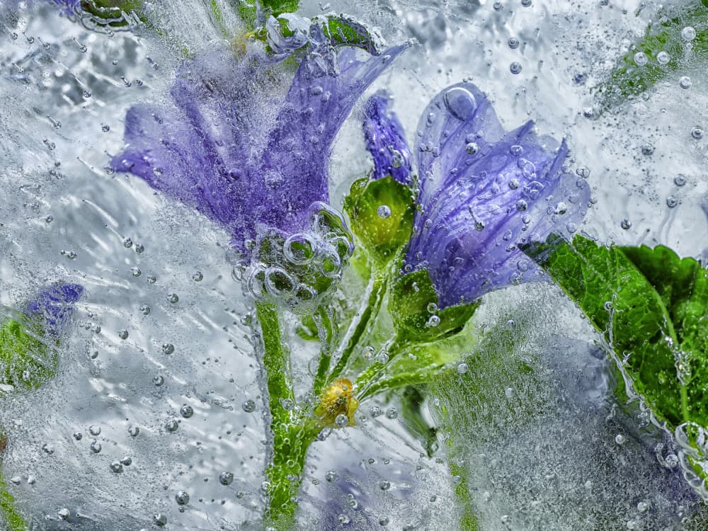 Frozen Purple Blooms by Secundino Losada — canvas wall art