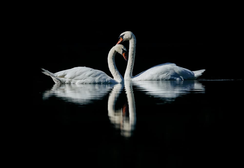 Romantic Swan Reflection by Stuart Williams — canvas wall art