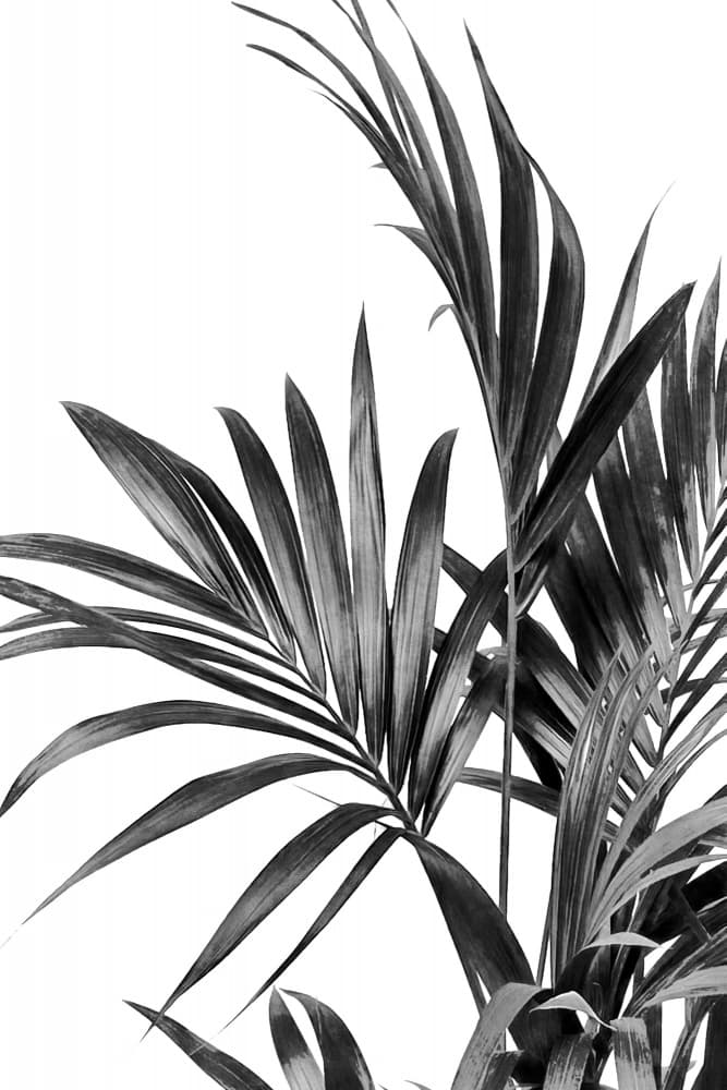 Monochrome Palm Grace by amini54 — canvas wall art