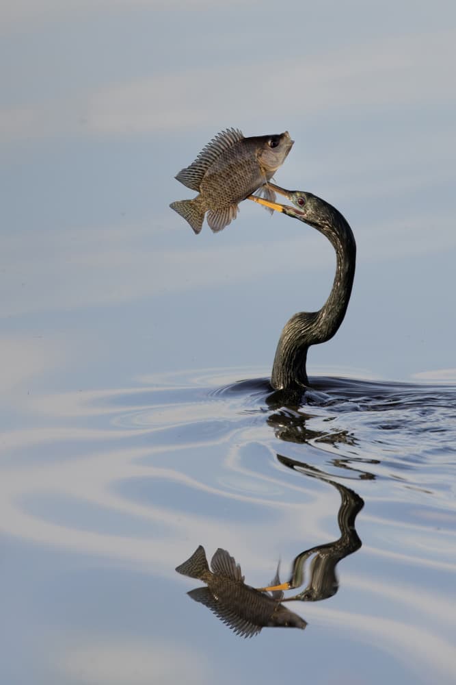 Anhinga Catches Fish by Linda D Lester — canvas wall art