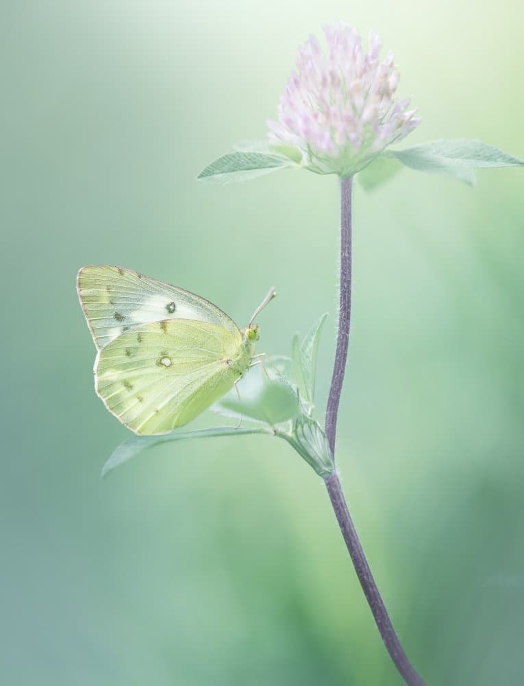 Dreamy Garden Butterfly by Takashi Suzuki — canvas wall art