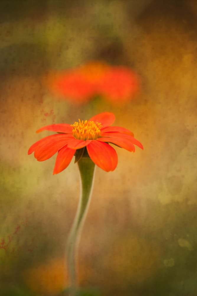 Soft Orange Bloom by Xiang yang Cui — canvas wall art