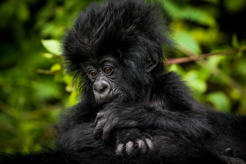 Pensive Baby Gorilla by ManginiPhotography — canvas wall art