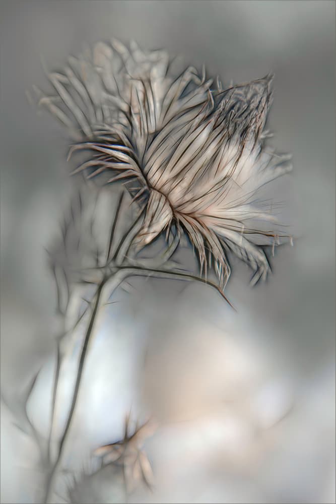 Soft Botanical Thistle by Gilbert Claes — canvas wall art
