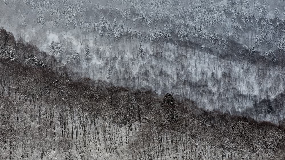 Snowy Winter Forest by Gunarto Song — canvas wall art