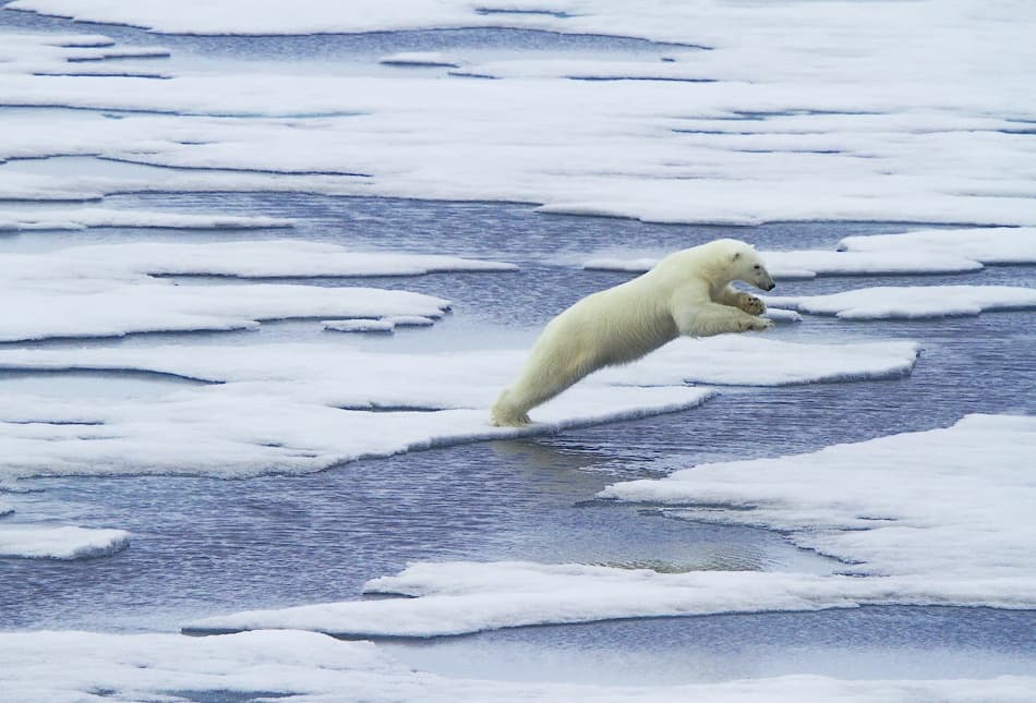 Leaping Polar Bear by Vadim Balakin — canvas wall art