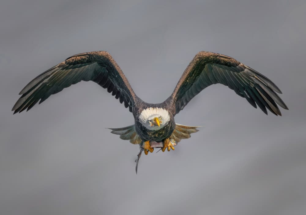 Bald Eagle's Catch by Yuan Su — canvas wall art