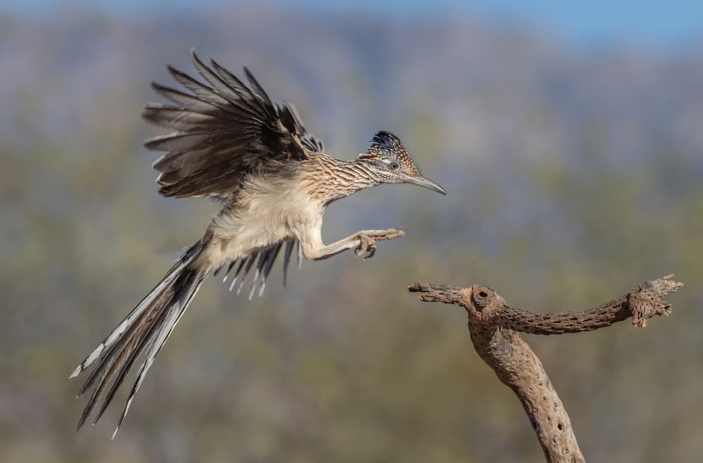 Roadrunner Points Direction by Greg Barsh — canvas wall art