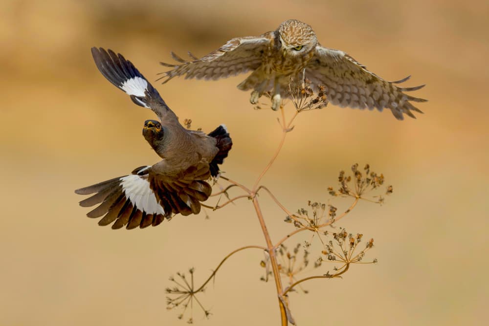 Owl Chasing Starling by David Manusevich — canvas wall art