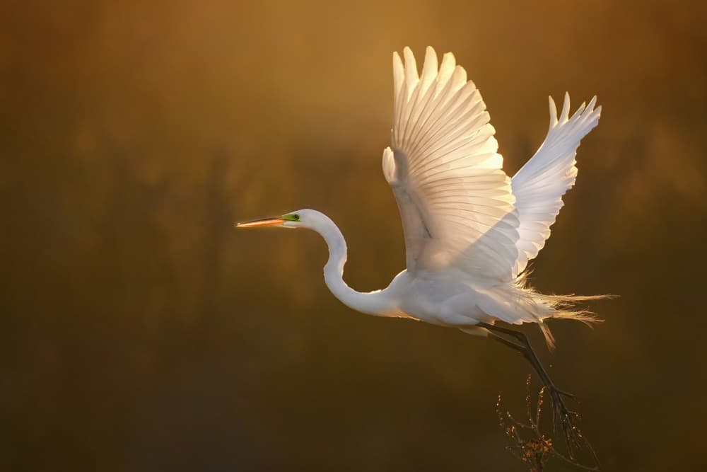 Glowing Egret Flight by Cicy Chen — canvas wall art