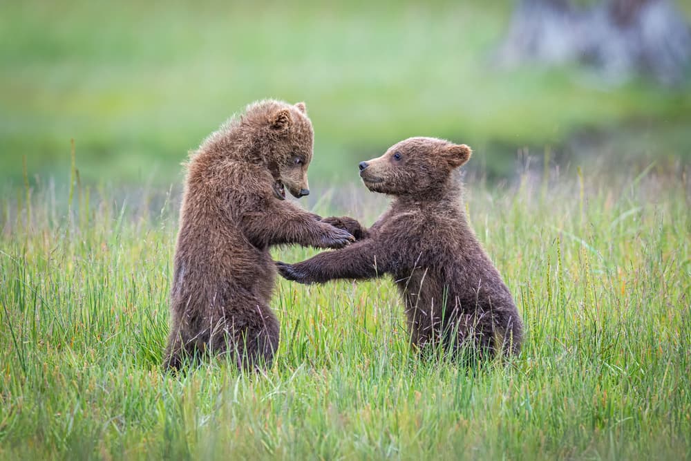 Two Playful Bear Cubs by Jeffrey C. Sink — canvas wall art