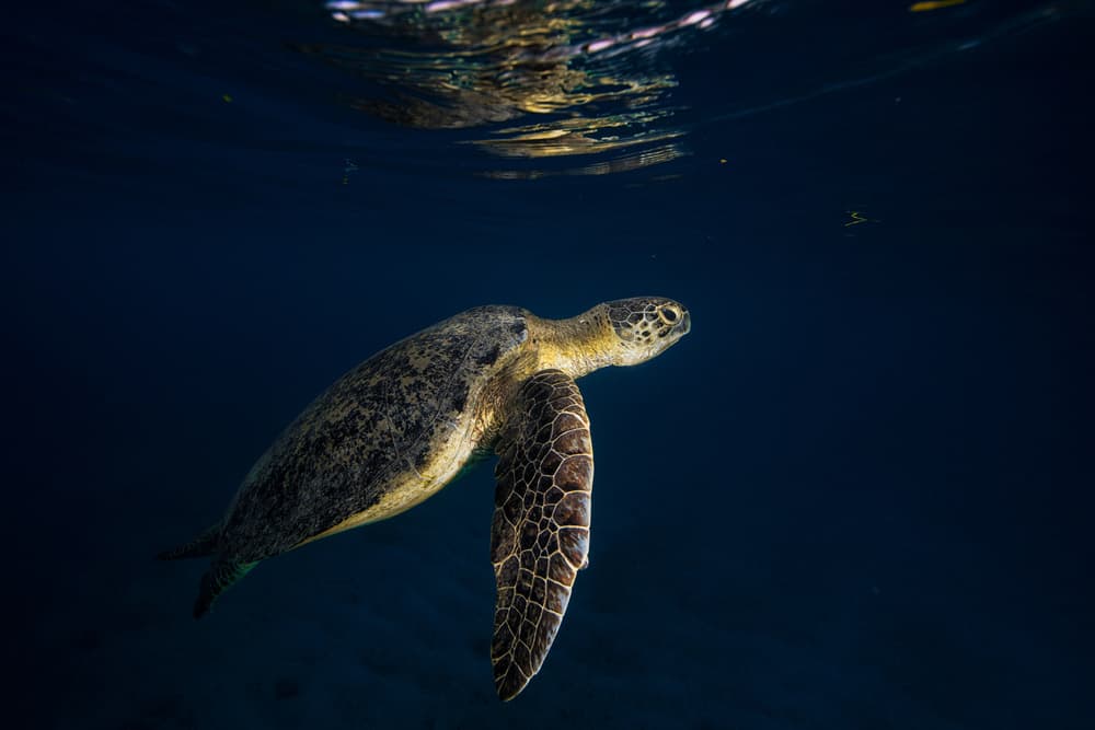 Graceful Sea Turtle Swim by Barathieu Gabriel — canvas wall art