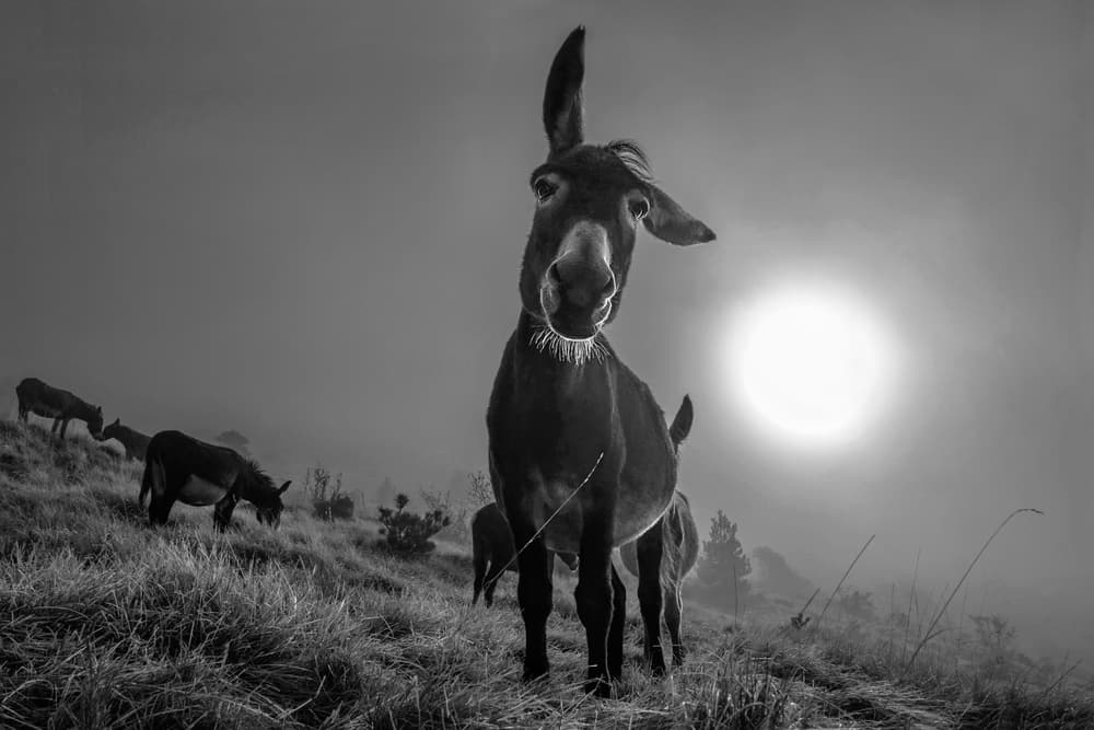 Curious Donkey Sunrise by Alessandro Traverso — canvas wall art