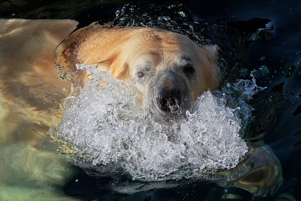 Powerful Polar Bear Splash by Antje Wenner-Braun — canvas wall art
