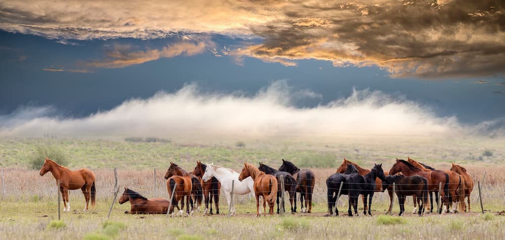 Horses Under Dramatic Sky by Chechi Peinado — canvas wall art