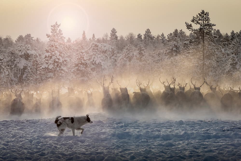 Misty Reindeer Herd Dog by Patrik Minar — canvas wall art