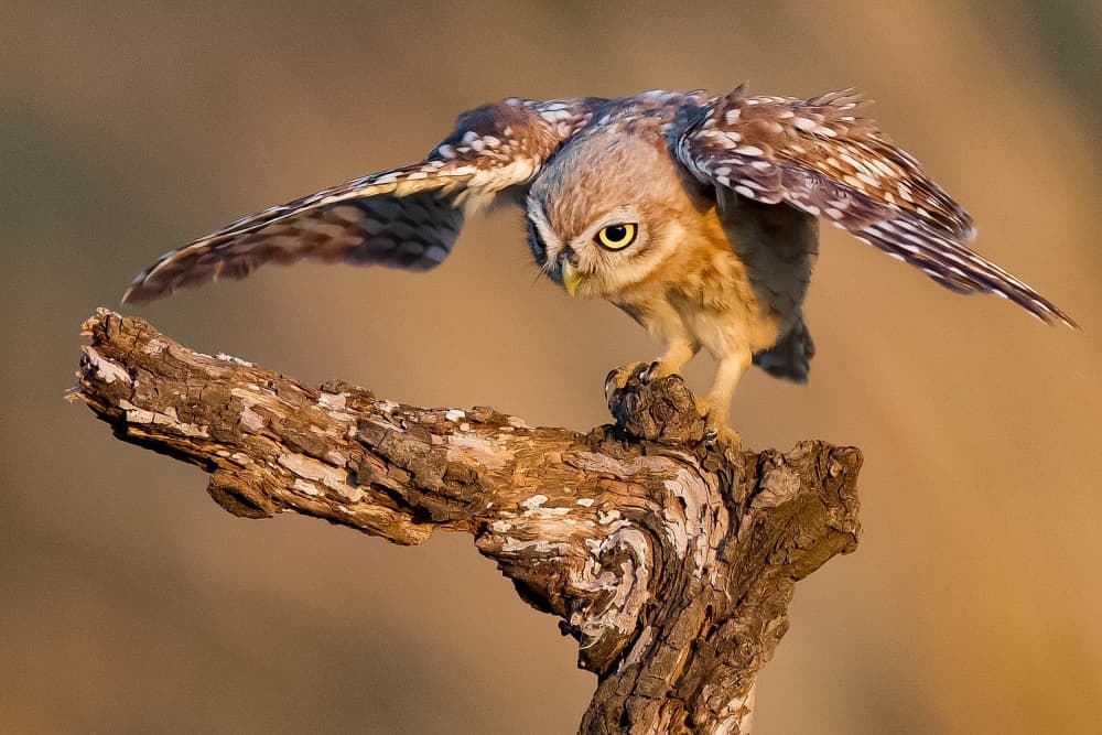 Little Owl Ready for Flight by David Manusevich — canvas wall art
