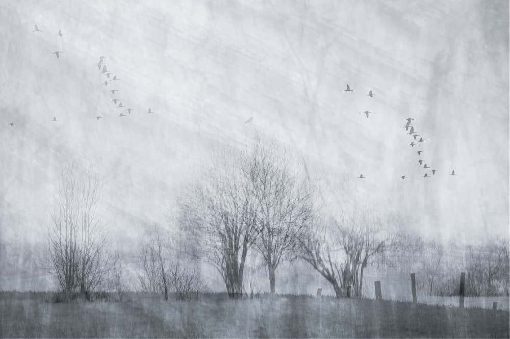 Misty Winter Flight by Ina Bouhuijzen — canvas wall art