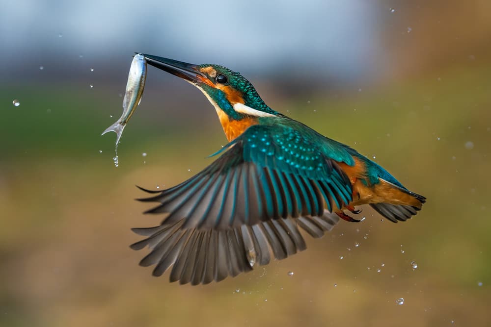 Vibrant Kingfisher Catch by Petar Sabol — canvas wall art