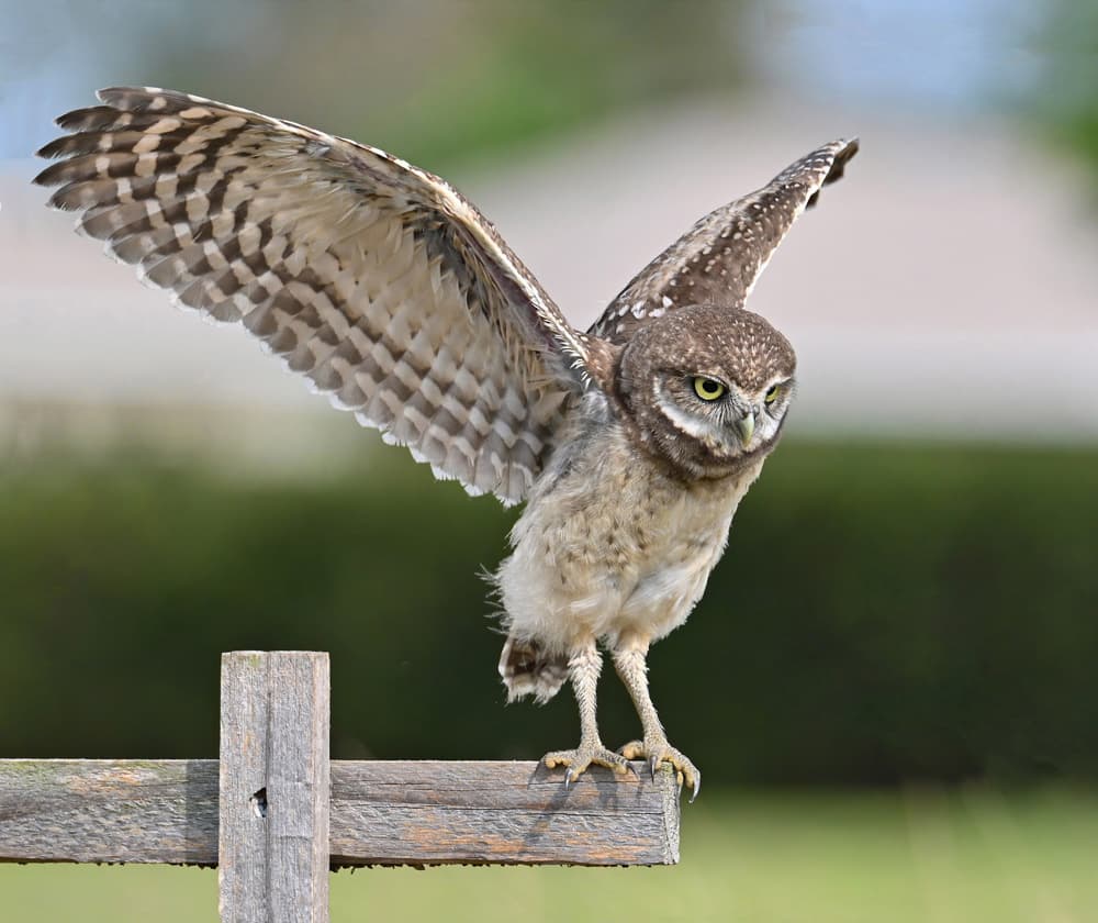 Burrowing Owl Spreading Wings by Jane Lyons — canvas wall art